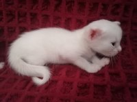 Onunla beraber büyüyeceğiniz minnak bir Van kedisi