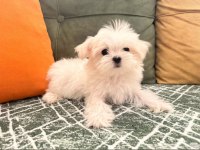Minik Bebek Köpeklerimiz İlanda