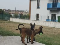 Saf kan Malinois yavrularım Fcı Kıf şecereli