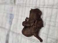 BABA TEACUP POODLE ANNE MEDİUM POODLE