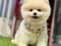 Safkan Pomeranian Boo Bebekler