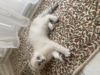 Orjinal show kalite 3 aylık erkek scottish fold yavru
