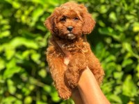 Irk ve Sağlık Garantili Orjinal Maltipoo Yavrular