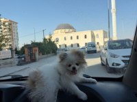 Pomeranian Boo 3 Aylık