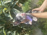 MERLE FRENCH BULLDOG KIZIMIZ