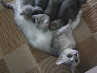 Yuva arayan sevimli british shorthair yavrularımız