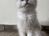 Asil yakışıklı british longhair oğlum