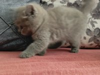 British shorthair yavrularımız