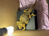1 yaşında bearded dragon
