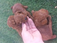 Rezerveye acik toy poodle yavrular