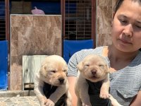Labrador yavrusu köpekler