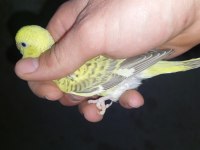 Yavru teksas muhabbet kuşu