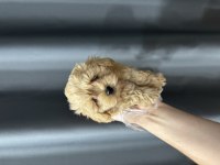 Safkan Irk Maltipoo Bebekler