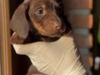 Chocolate tan ve chocolate merle dachshund yavruları