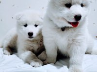 Eşsiz Samoyed Yavrularımız