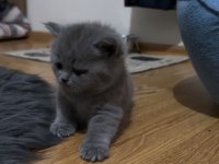 Orijinal ırk garantili acil kedimiz