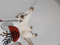 British shorthair
