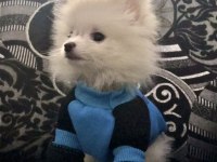 Beyaz Erkek Pomeranian