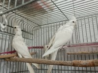 Albino Takım Sultan Papağanı Erkeği Konuşur