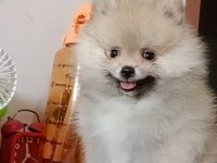 Pomeranian baby face