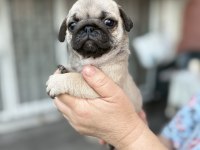 PUG MOPS YAVRU KÖPEKLER