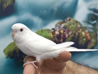 Yavru muhabbet kuşu