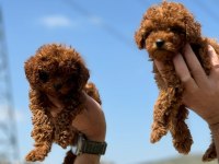 Ankaranın en güzel toy poodle yavruları