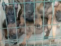 A kalite malinois beslemek isteyenler buyursun
