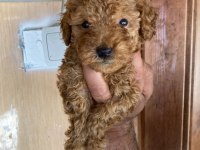 Toy poodle çokomeller