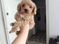 Maltipoo yavru köpekler