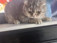 Scottish fold Floki ye Acil Yuva