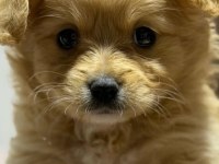 Maltipoo yavru 3 aylik