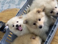 4 adet Dişi erkek Pomeranian