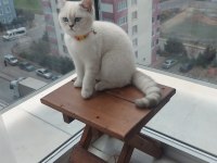 4 aylık Scottish kar beyazı