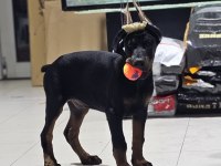 SAFKAN DOBERMAN