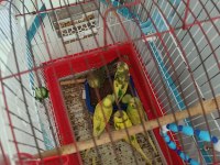 1 Aylık Bebek Kuşlar Yem Yemeye Başladılar