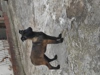 Yavru malinois köpekler