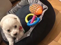 Maltipoo yavru dişi köpeğimiz