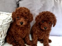 Sahibinden Boy Garantili Orijinal Red Toy Poodle