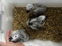 Jako papağanı kuşlarımız