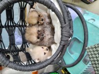 45 günlük pomeranian boo