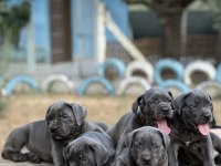 Muhteşem Cane Corso Köpeklerimiz
