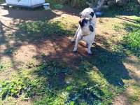 Satılık pug köpeği
