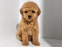 Üst Kalite Maltipoo Yavrularımız 