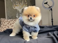 Boo surat pomeranian yavrular