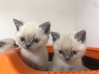 Sütten Yeni Kesilen British Yavrular Teslime Hazır