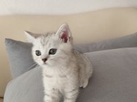 Silver güzellik british shorthair kedimiz