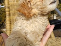 Şeker Bebek Maltipoo Senin Olsun!