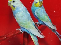 RAİNBOW TAKIM VE YAVRU MUHABBET KUŞLAR