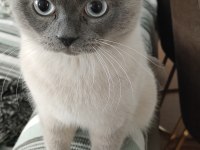British blue point 1 yaşında